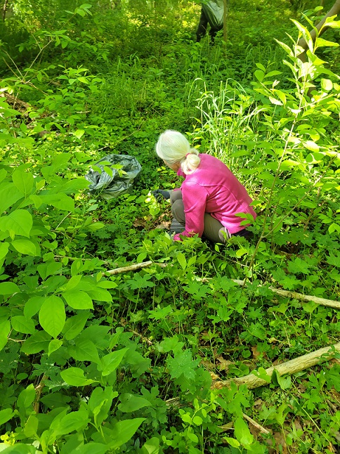 Volunteer picking invasive plant at Carderock in 2023