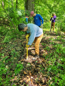 volunteers removing invasive species in Cunningham Falls State Park